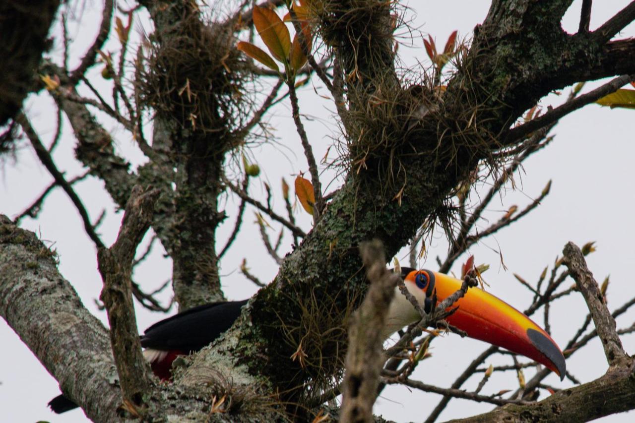Pousada Terra Dos Passaros São Bento do Sapucaí Exteriér fotografie
