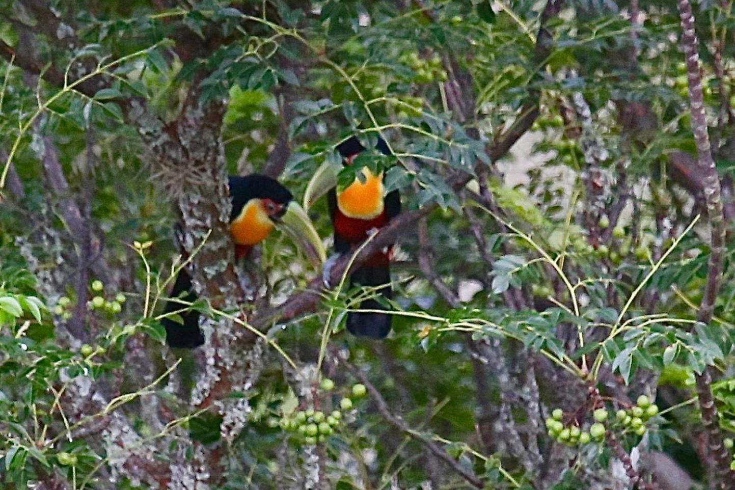 Pousada Terra Dos Passaros São Bento do Sapucaí Exteriér fotografie